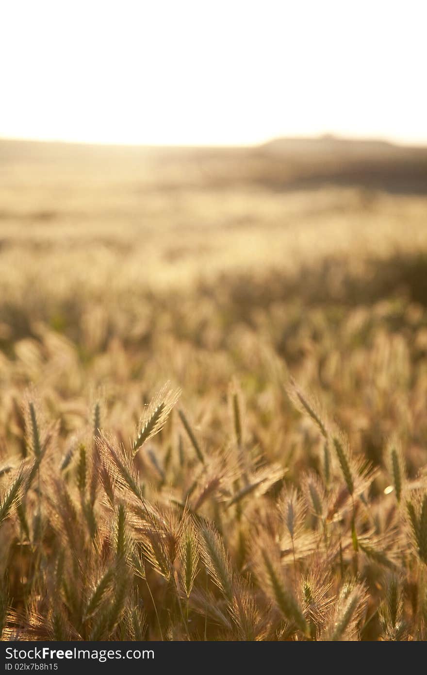 Golden spikes at sunset