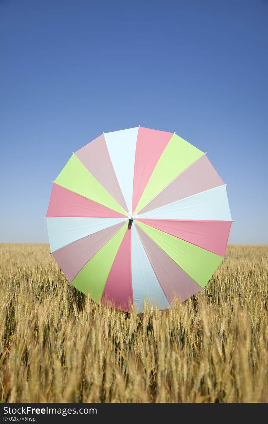 Umbrella at wheat field. Odessa. Ukraine.