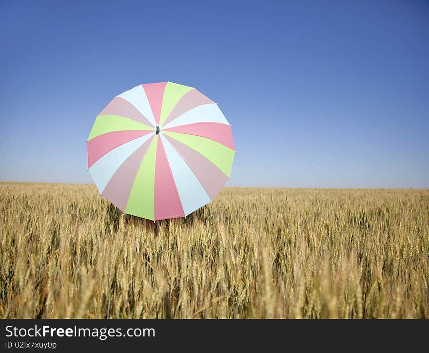 Umbrella at wheat field