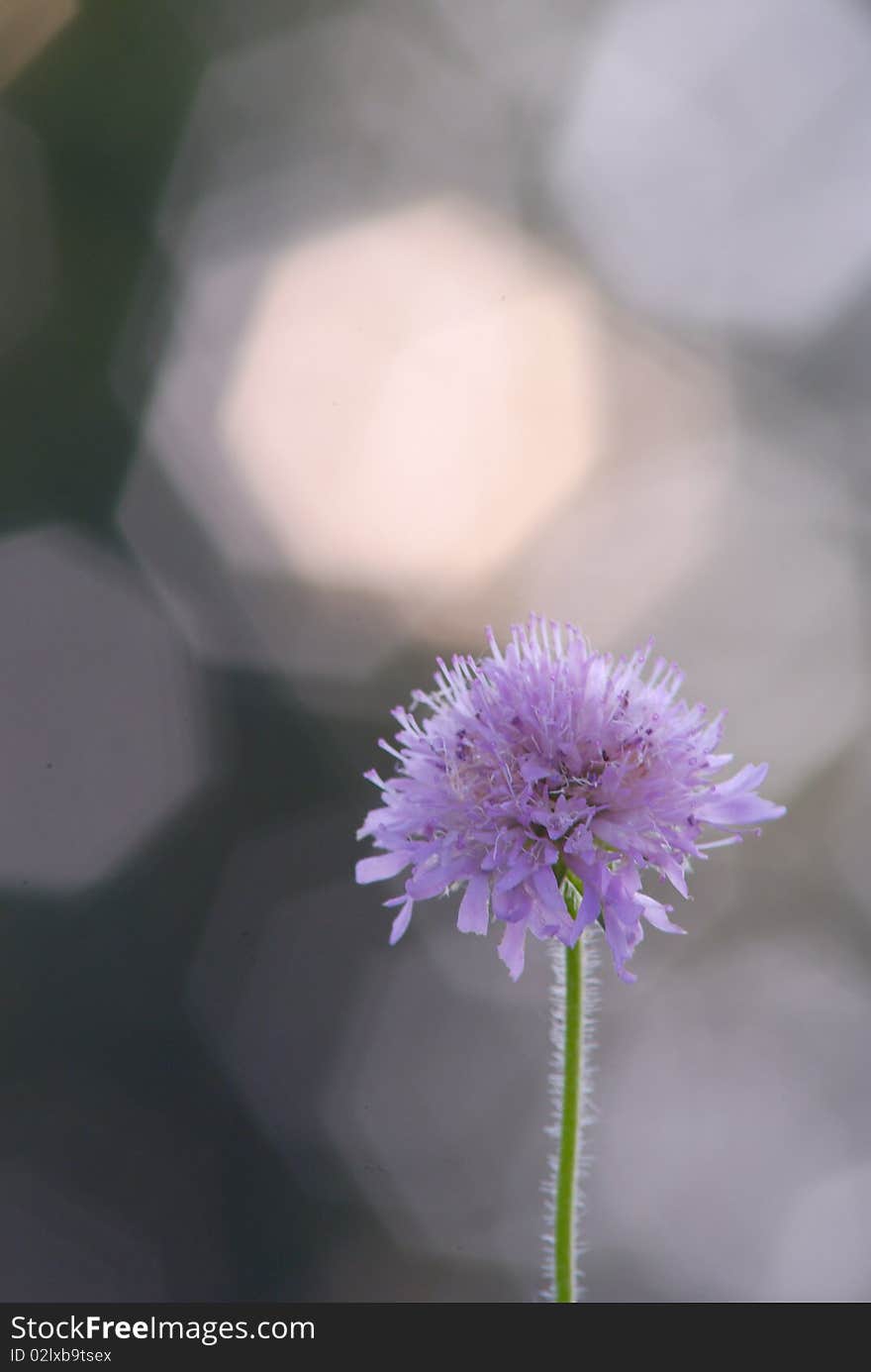 Beautiful flower of the dutch clover on background blur