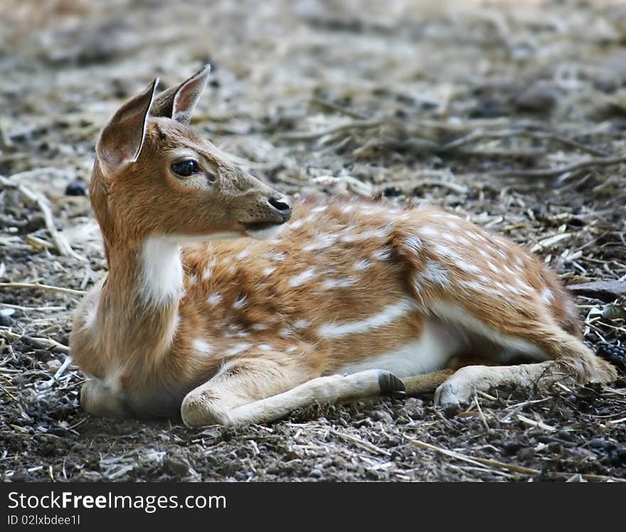 Young female sika deer on the dry grass. Young female sika deer on the dry grass