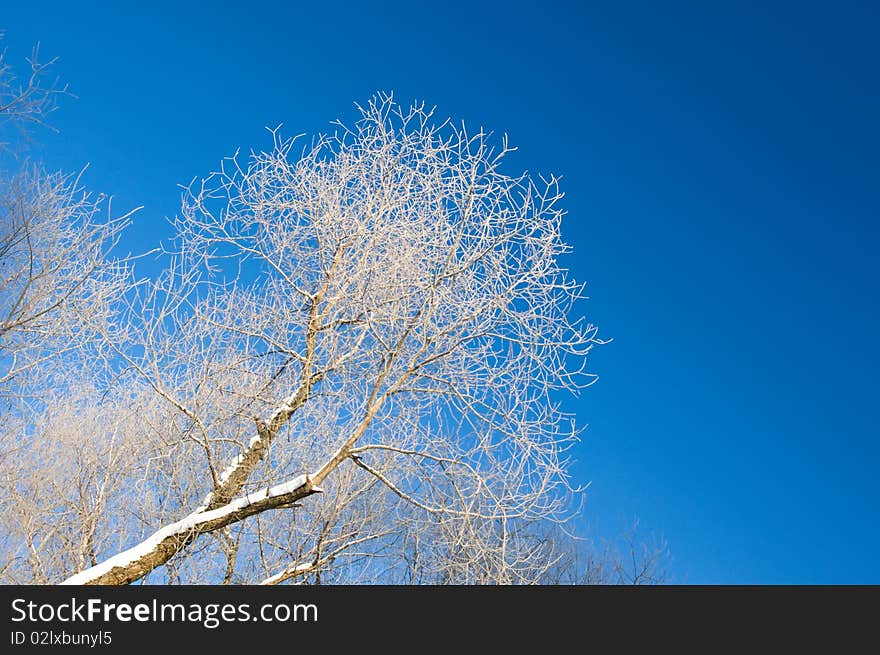 Frozen Tree