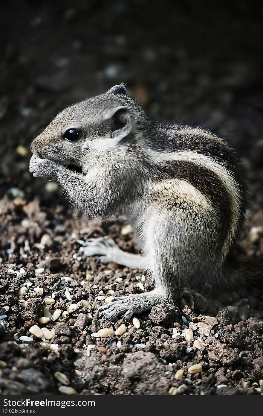 Chipmunk