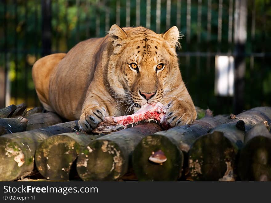 Siberian Liger eating meat in Novosibirsk zoo