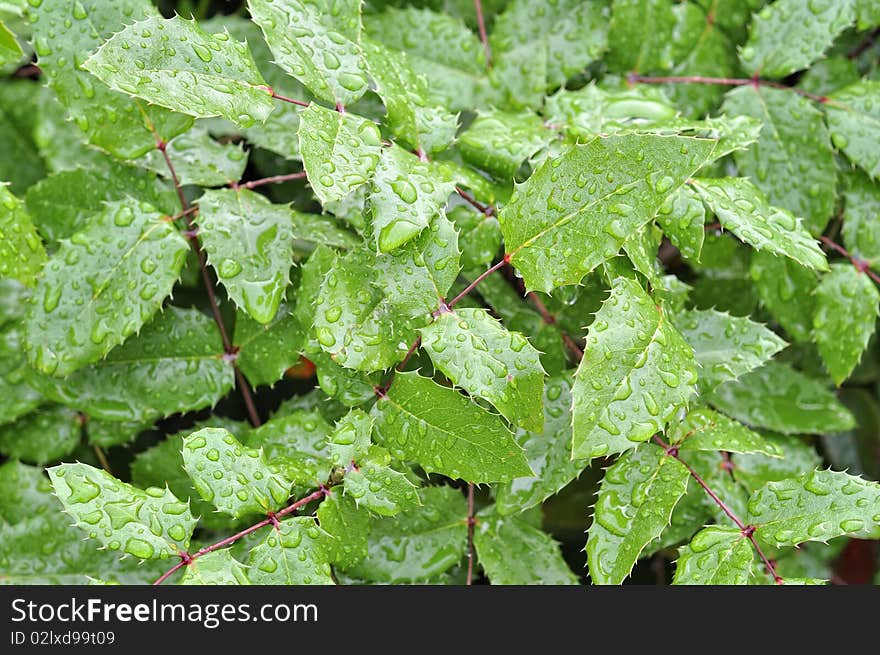 After rain there are lots of raindrops on leaf