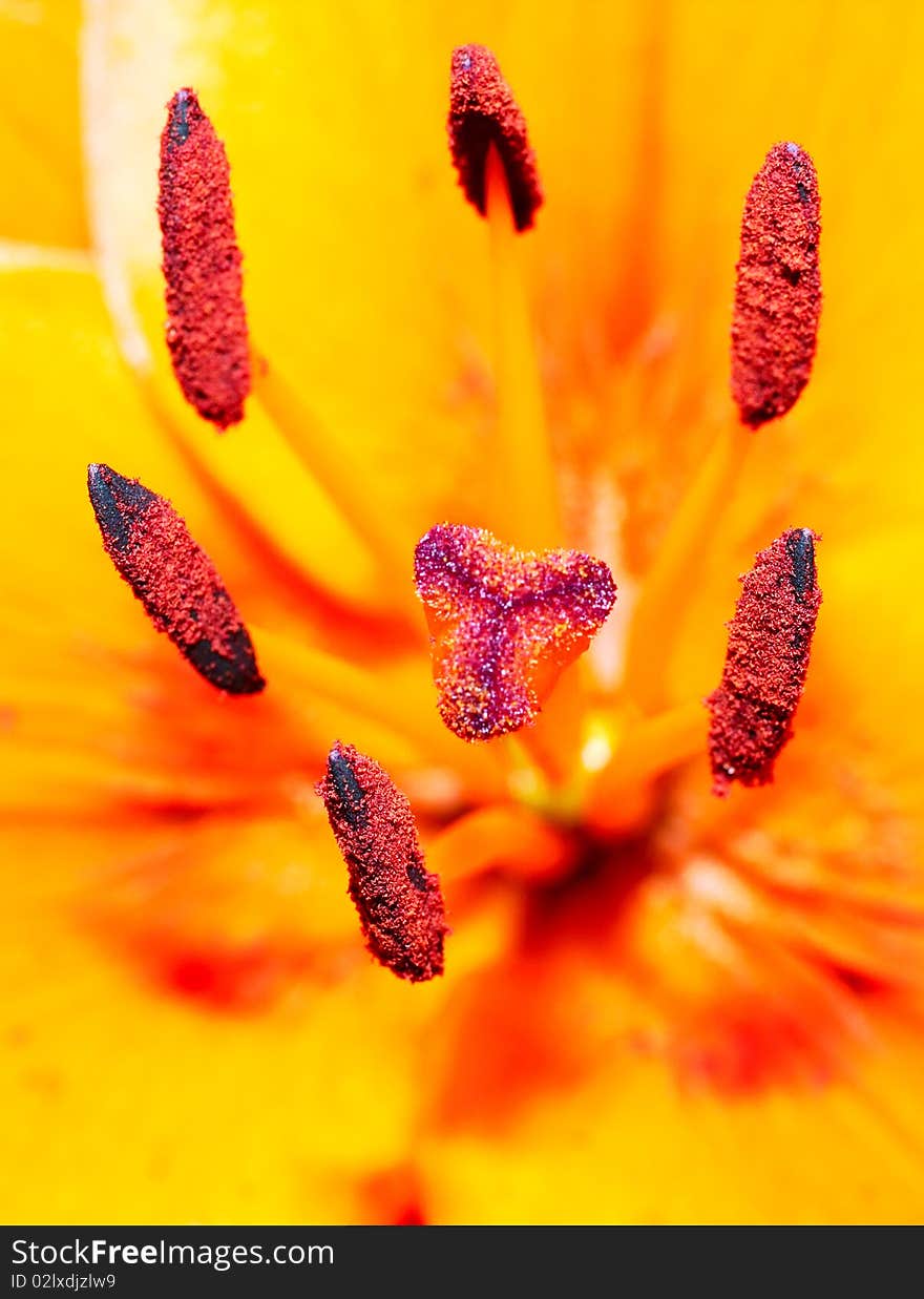 Close-up of  lily