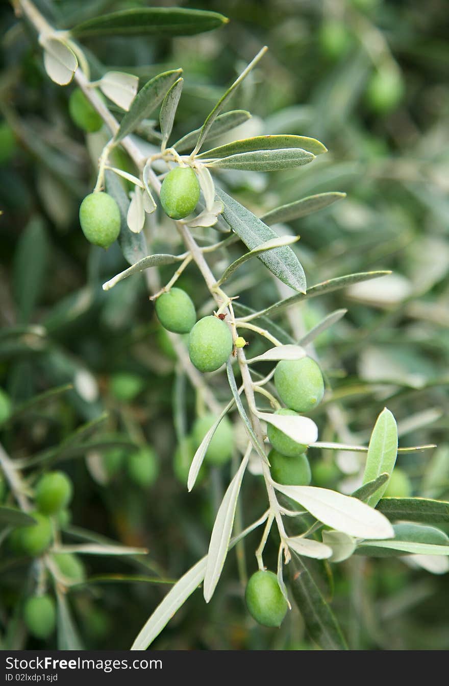 Branch with green olives on the tree