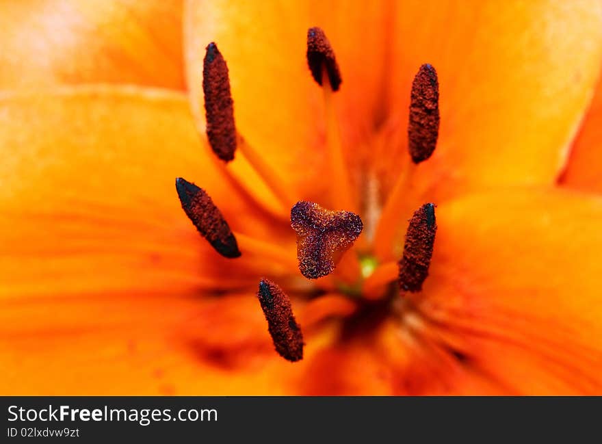 Close-up of  orange lily