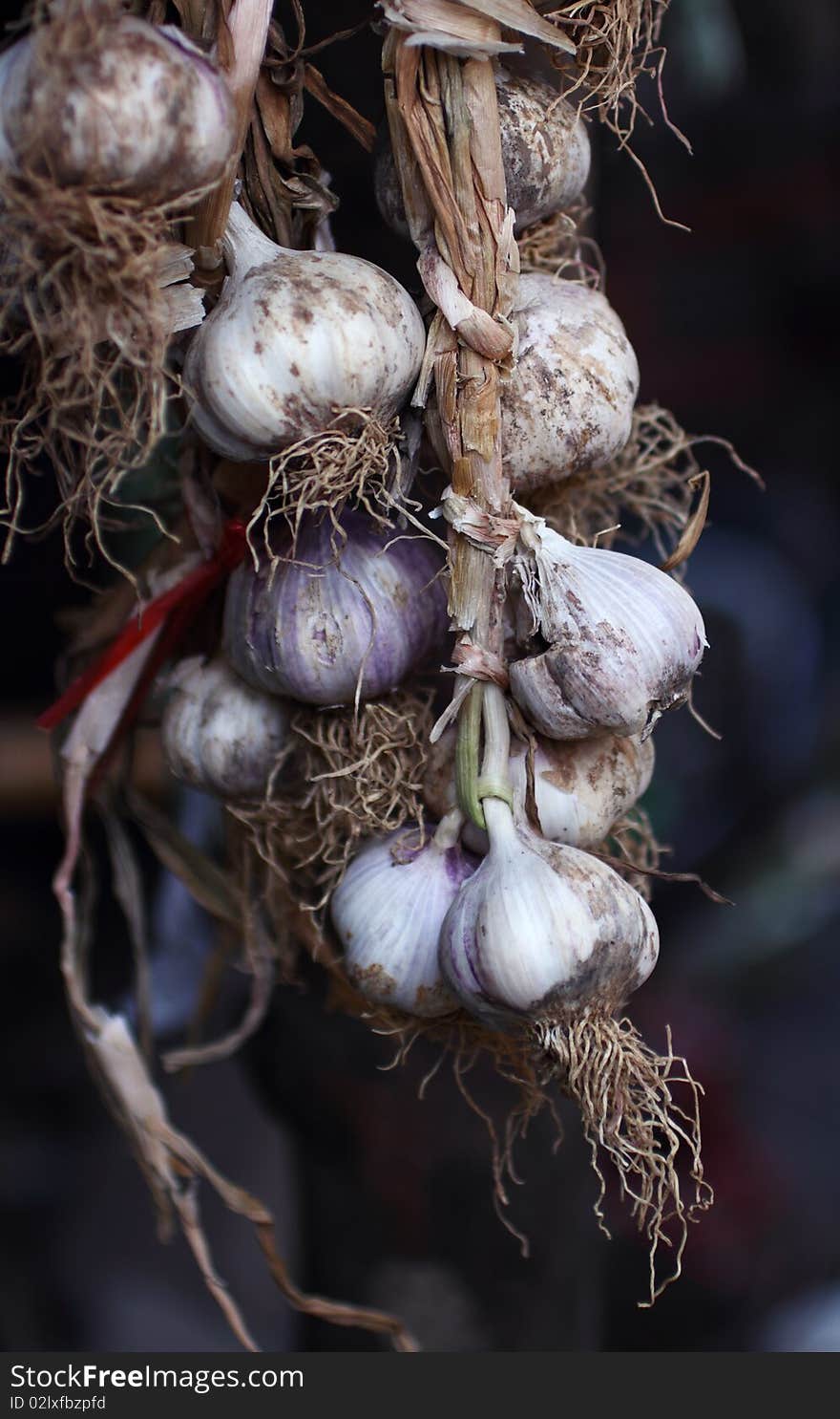 Garlic plait on black background.