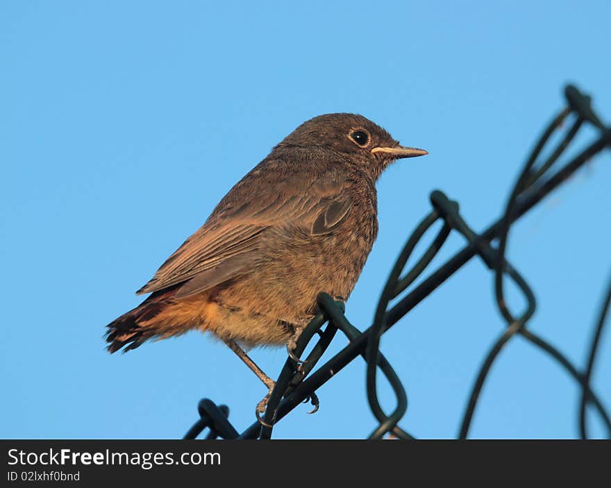 A Young Bird (Phoenicurus Ochruros)