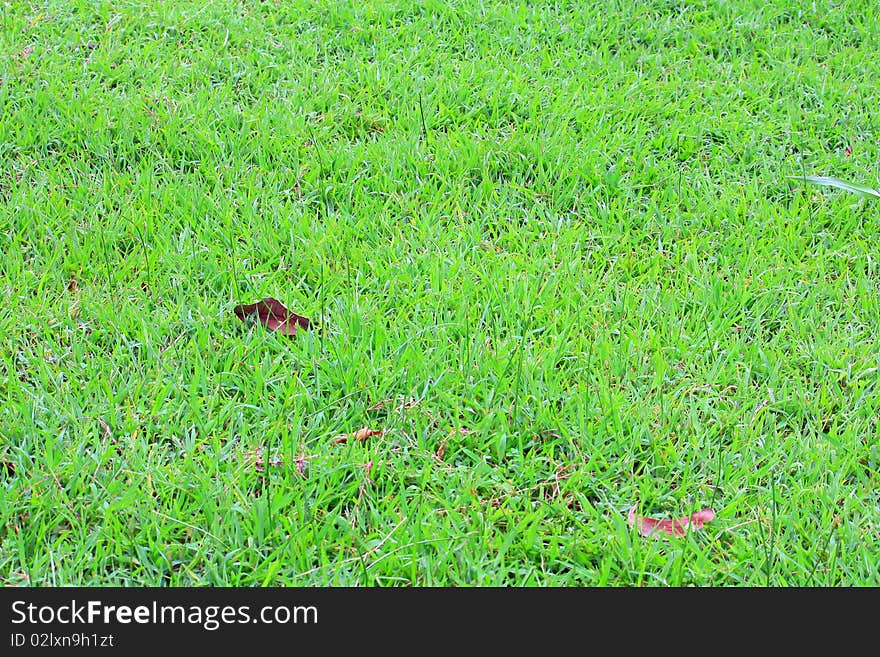 Image of natural green grass field in lawn