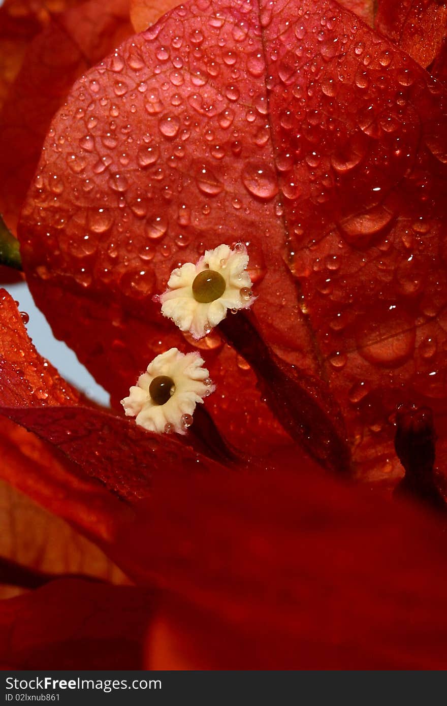 Red petals with water drops close up.