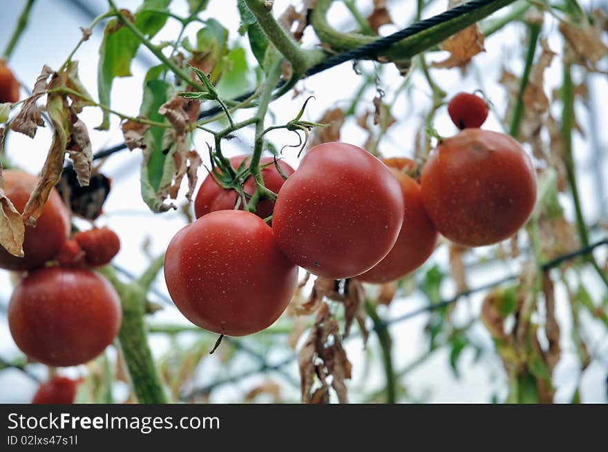 Red Tomato