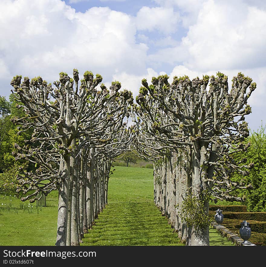 Strange parallel rows of pollarded trees (trees whose branches have been severely lopped). Setting is a large landscaped garden in Spring. Strange parallel rows of pollarded trees (trees whose branches have been severely lopped). Setting is a large landscaped garden in Spring.