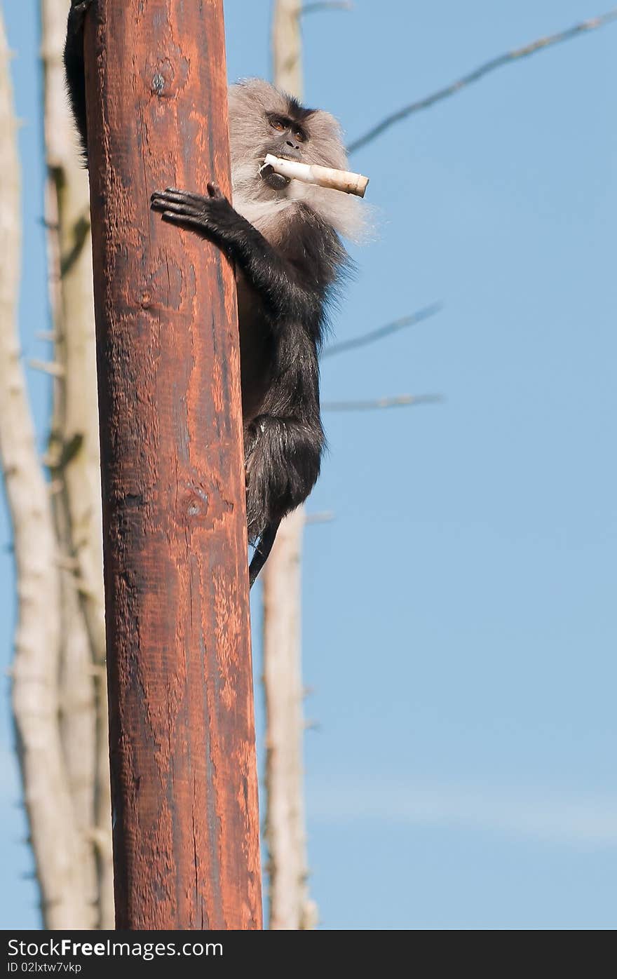 A lion-tailed macaque climbing a tree