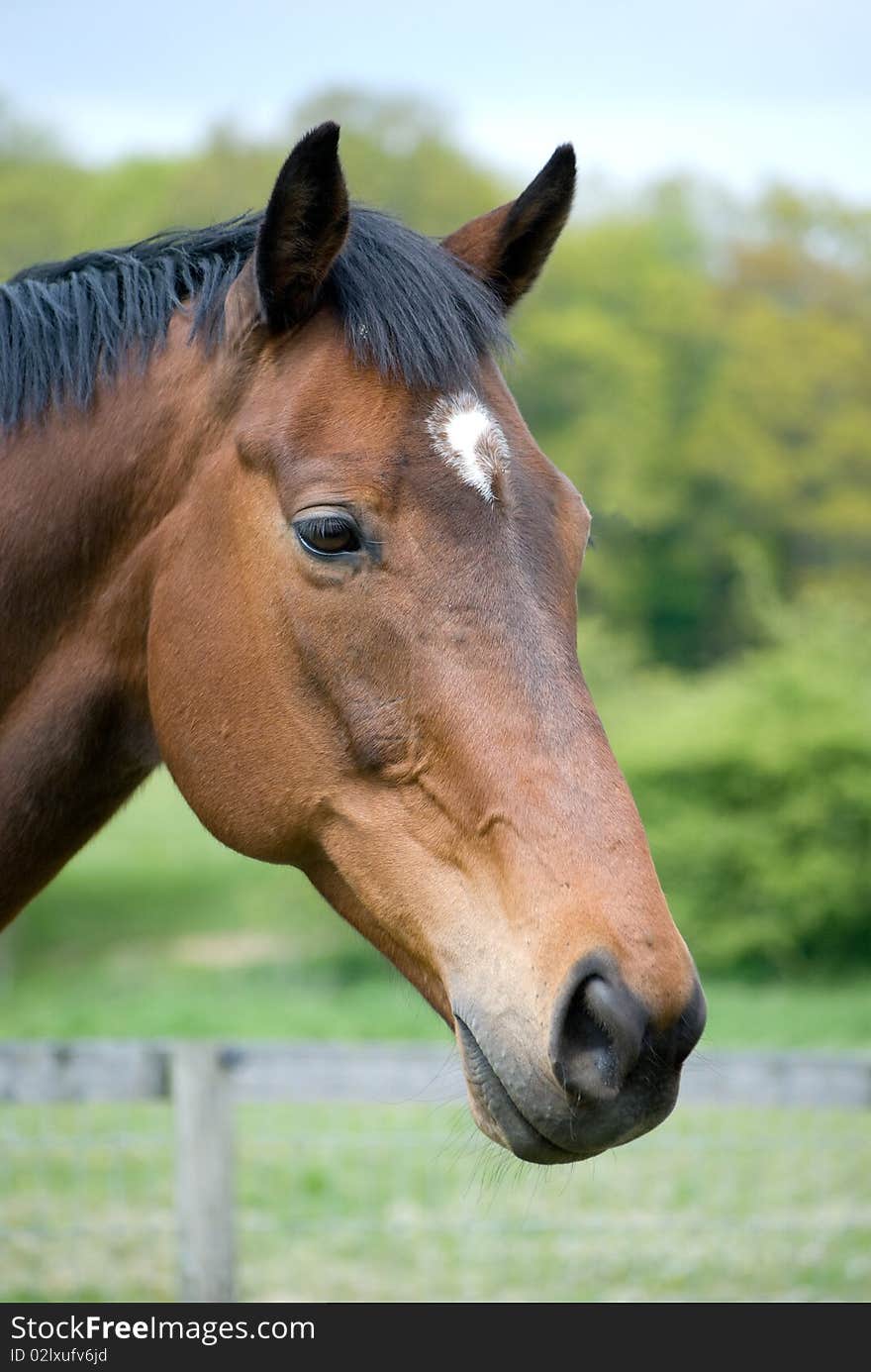 Head shot of bay horse in field. Head shot of bay horse in field.