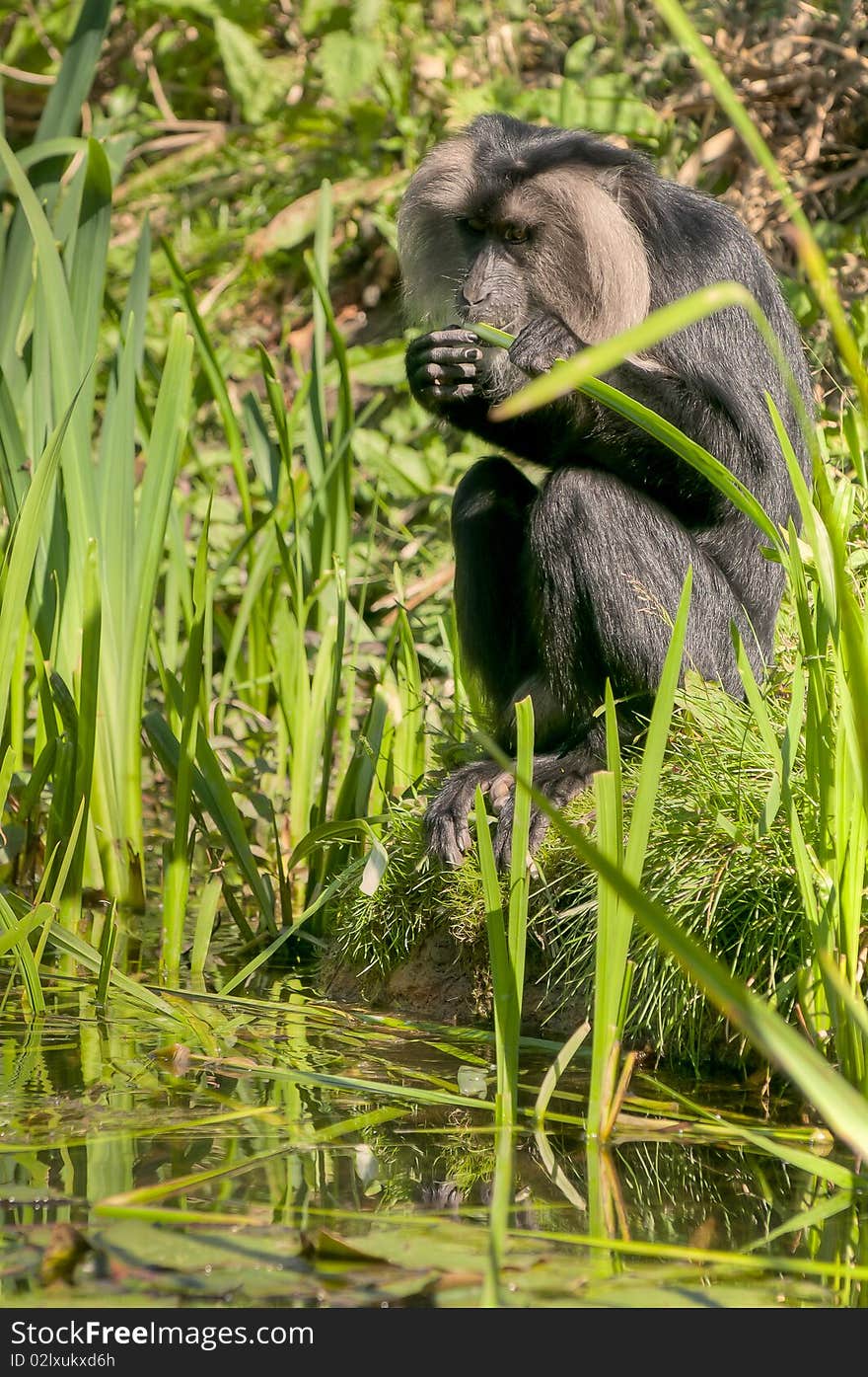 A lion-tailed macaque eating grass