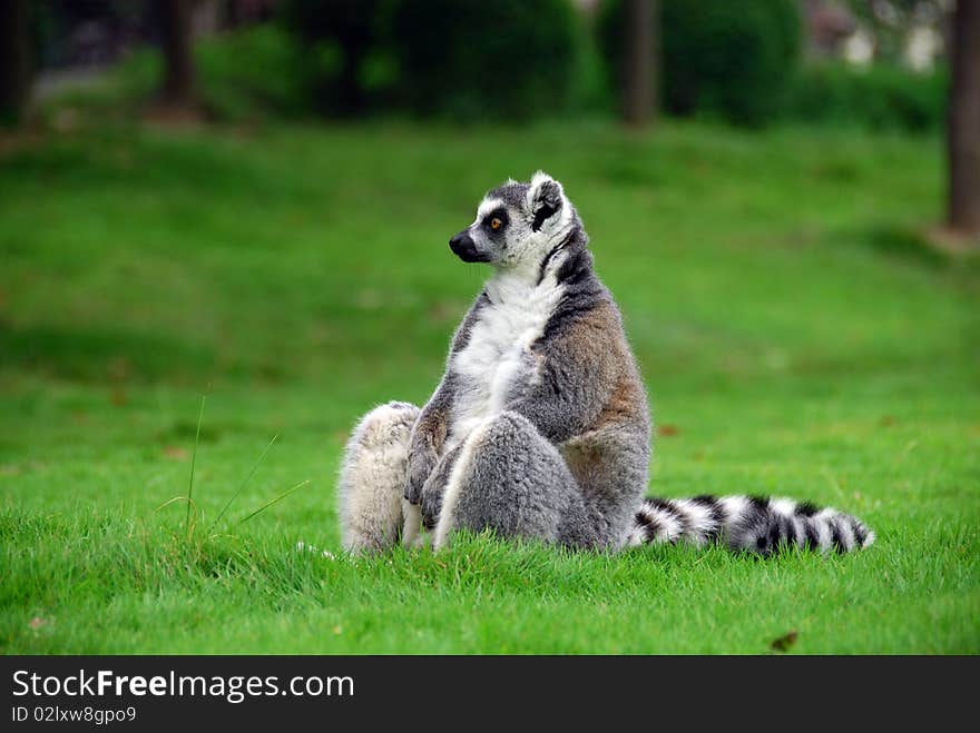 Lovely lemur playing on the green. Lovely lemur playing on the green