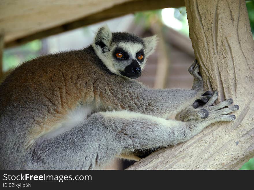 Ring-tailed Lemur