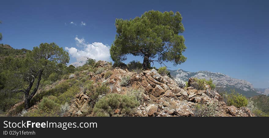 Panoramic view of the tree on the rocky hill