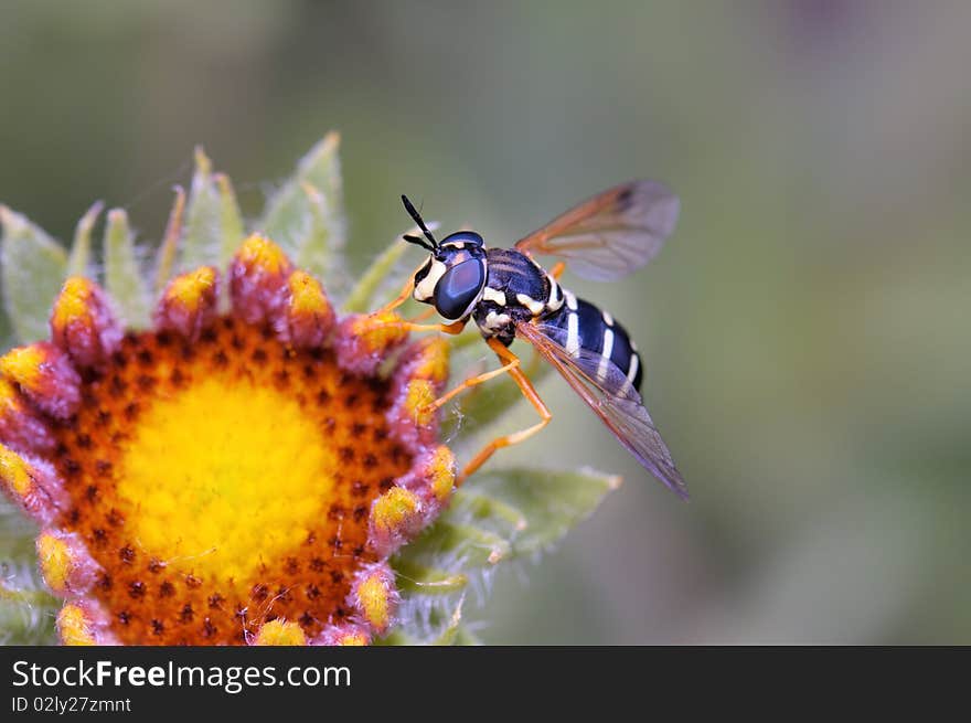 Bee on Yellow Flower