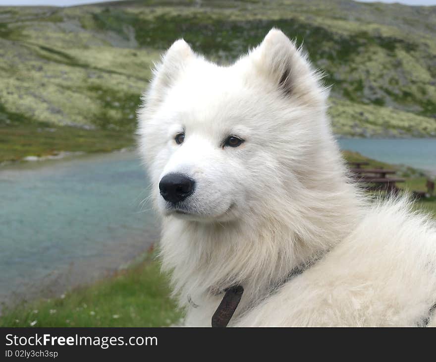 White dog siting and watching in mountain.