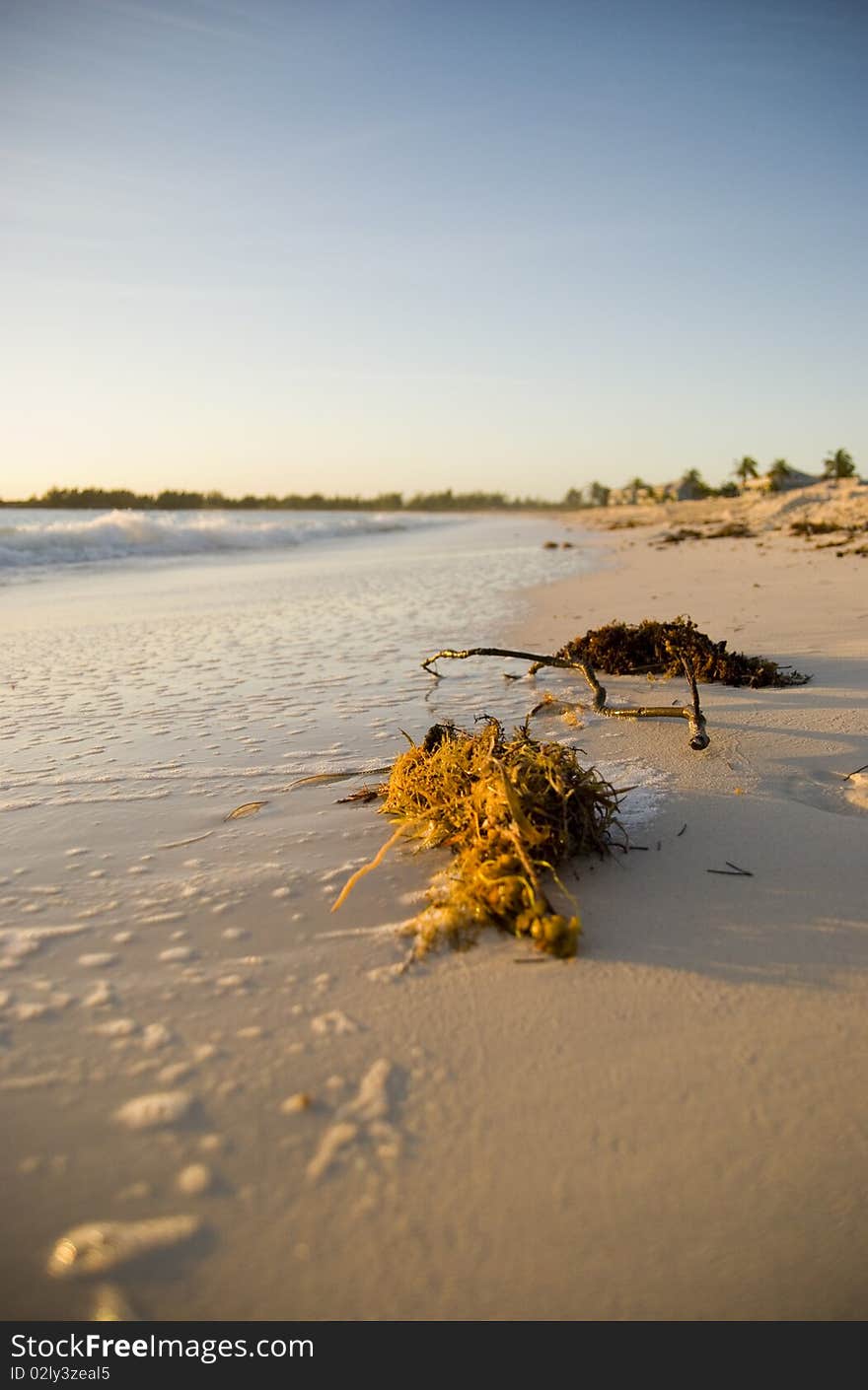 Beach grass early morning in the Bahamas