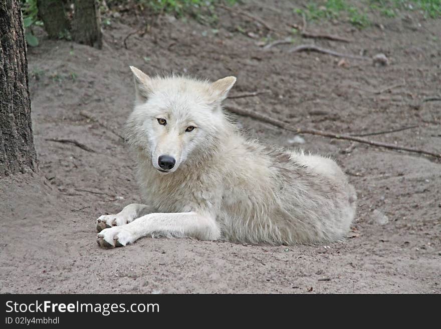 A sweet looking little wolf