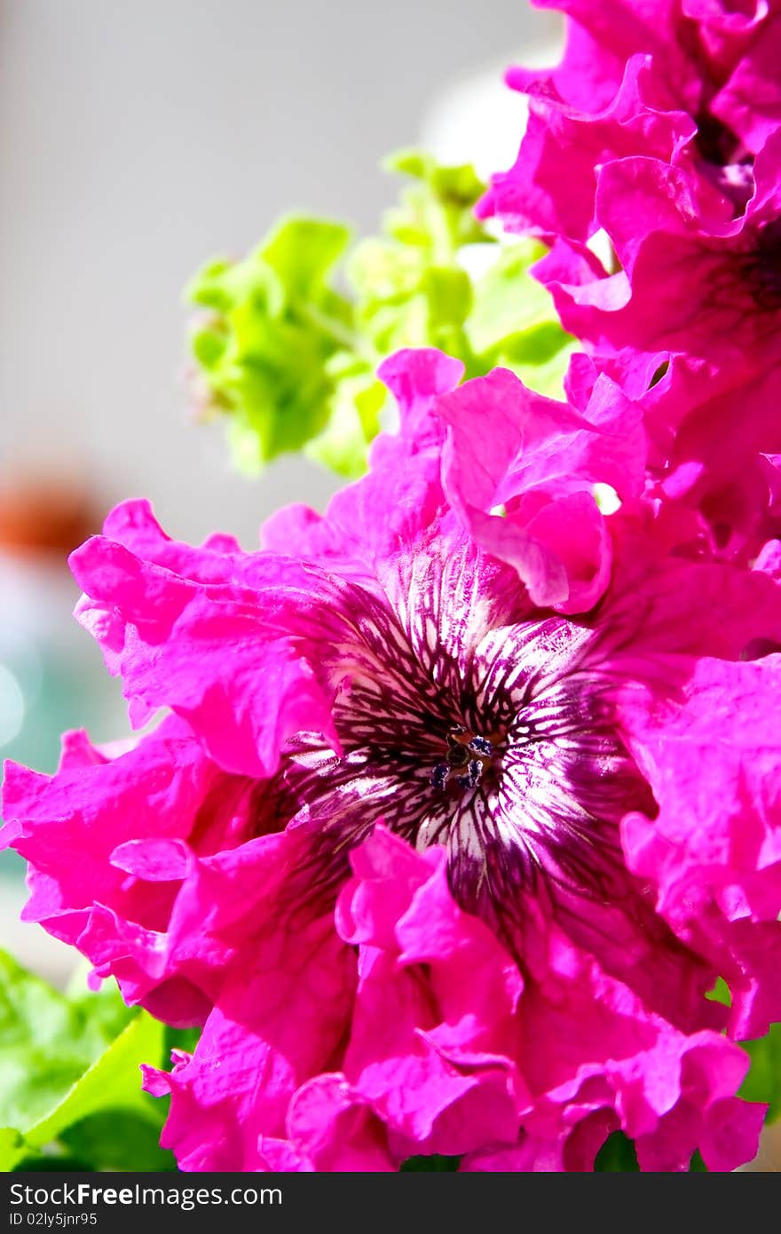 Closeup of flower-bed with pink petunias