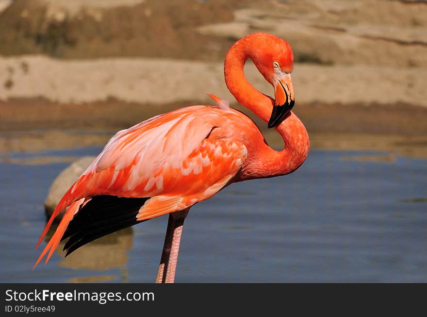 Pink Flamingo.