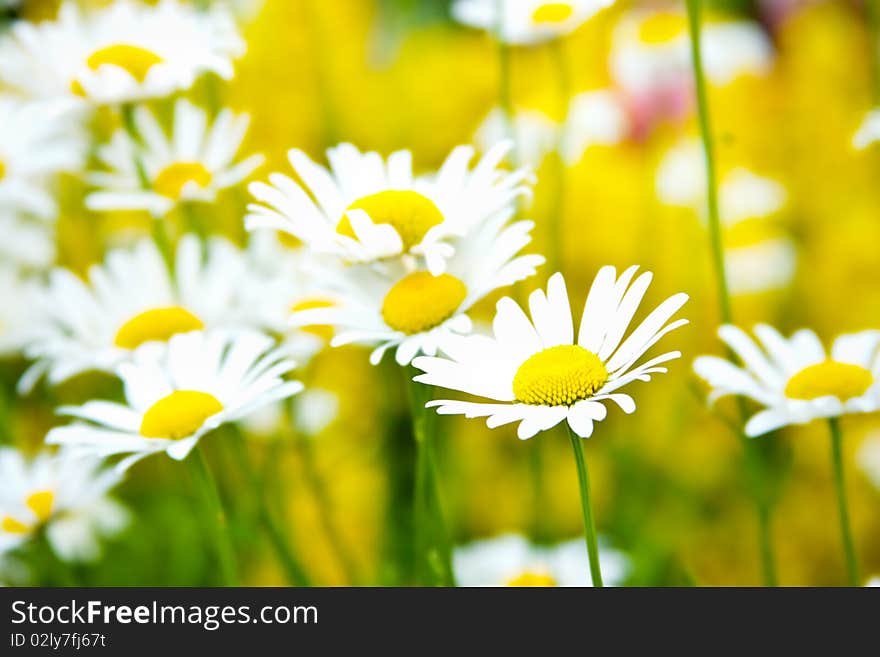 Camomile field in a sun canicular day. Camomile field in a sun canicular day