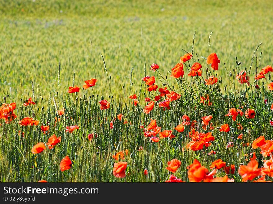 Poppy field