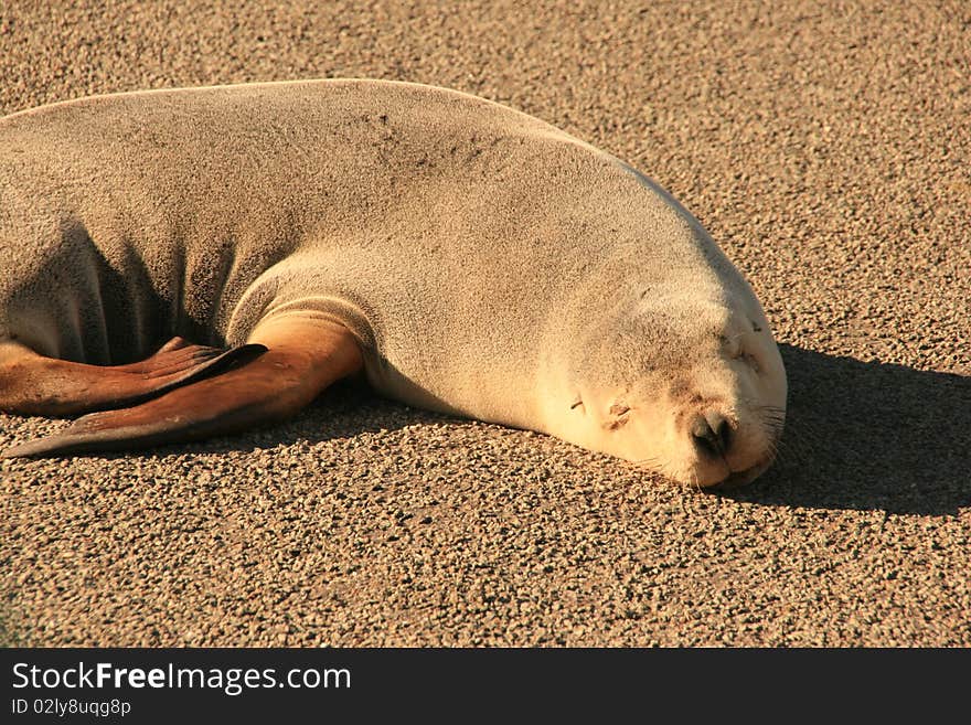 Picture of a seal on the ground