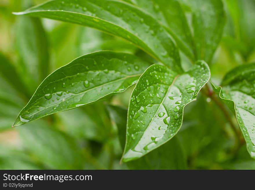 Green leaves with water drops. Green leaves with water drops.