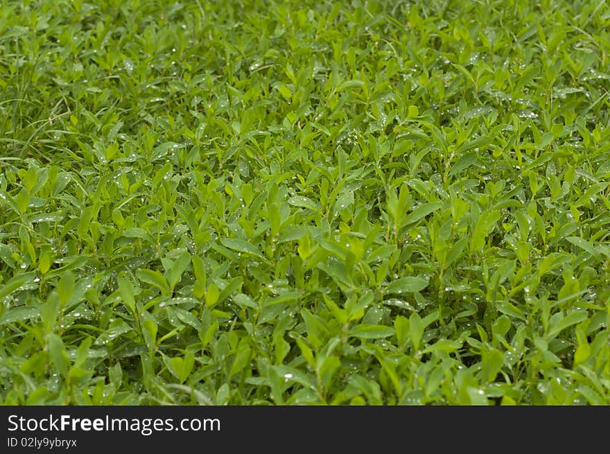 Green grass with water drops. Green grass with water drops.