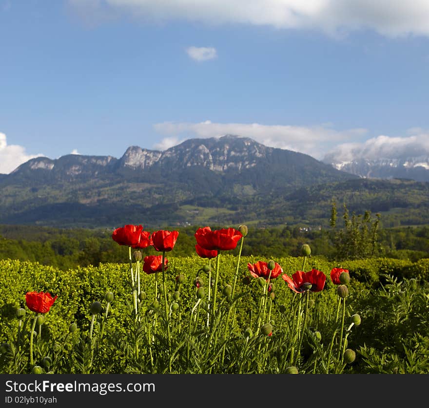 Red poppies