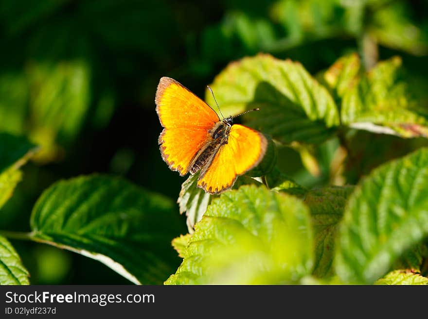 The butterfly on a flower close up.