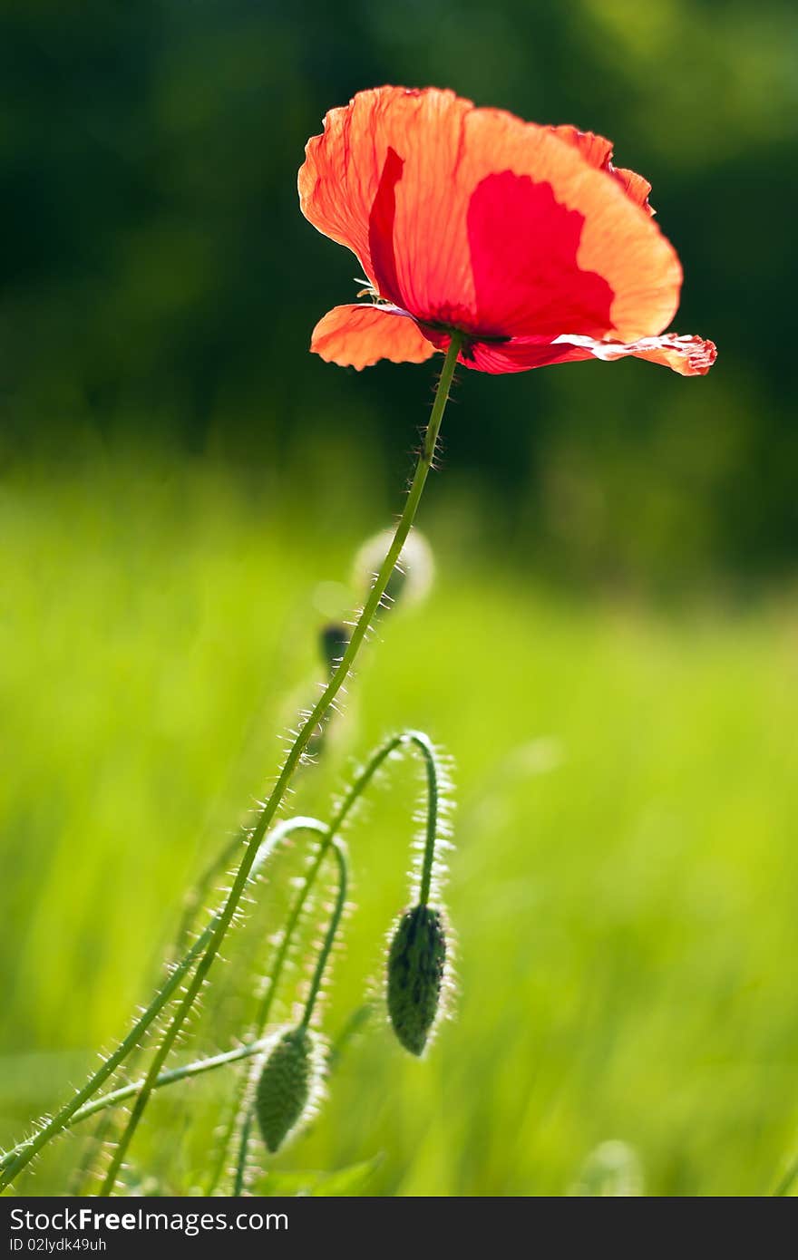 Beautiful flowers in the sunny meadow. Beautiful flowers in the sunny meadow.