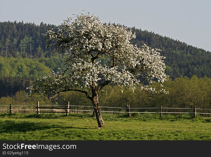 Apple tree in Lower Saxony, Germany, Europe