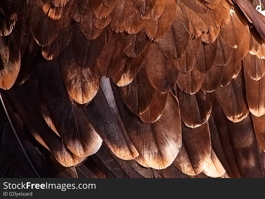 The fragment plumage of a golden eagle.