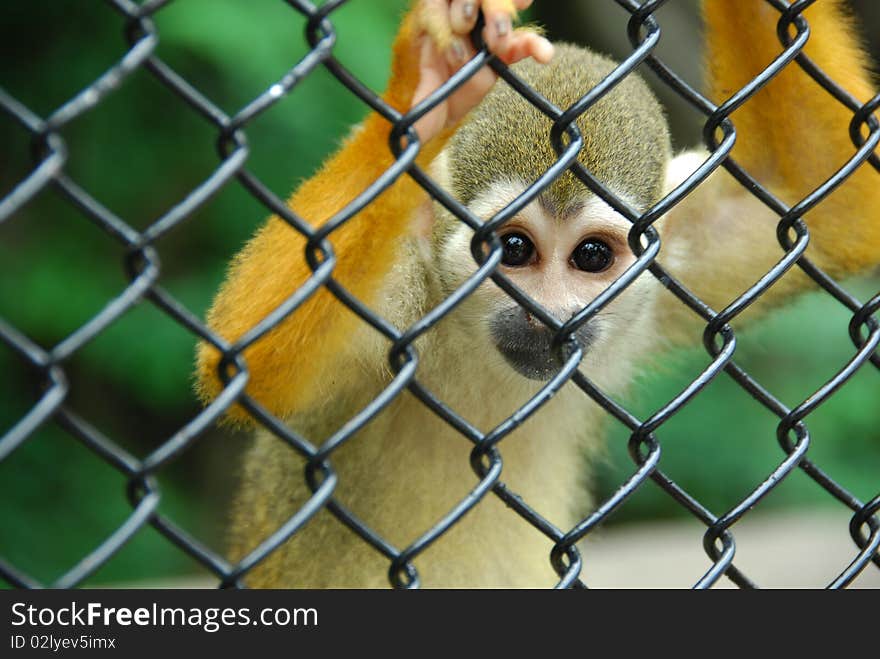 Poor little squirrel monkey holds onto wire fence enclosing him.