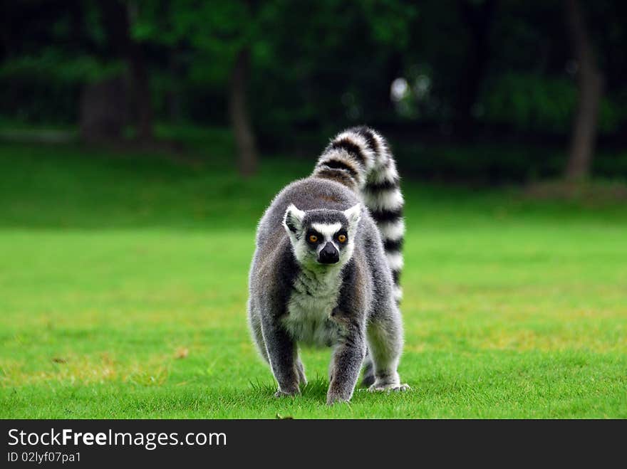 Ring-tailed Lemur