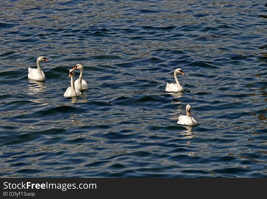 Mute swans family, Cygnus olor in England