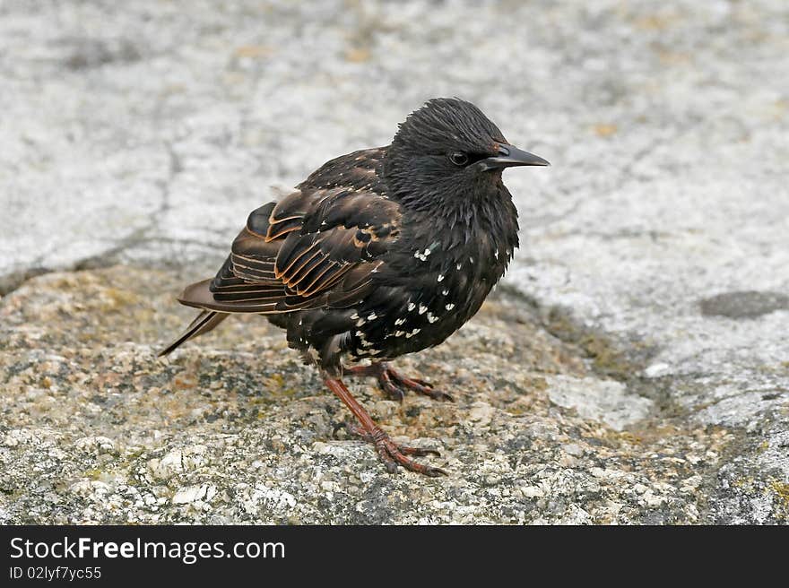 Star, Sturnus vulgaris, Starling in England, Europe