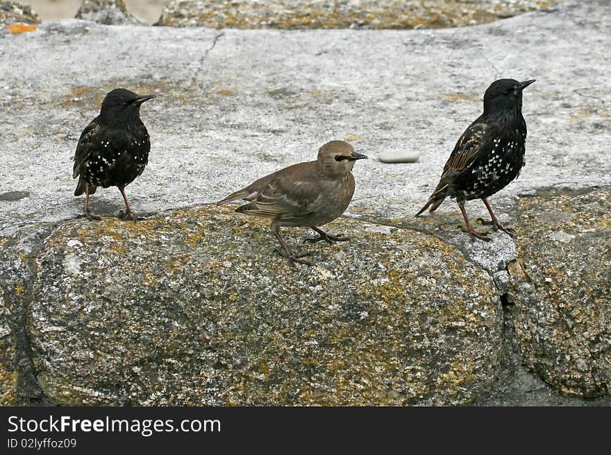 Star, Sturnus vulgaris, Three Starlings in England, Europe
(on the left and right male bird, in the middle a fe3male bird). Star, Sturnus vulgaris, Three Starlings in England, Europe
(on the left and right male bird, in the middle a fe3male bird)