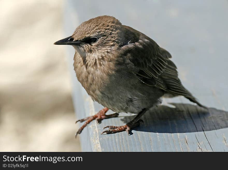 Star, Sturnus vulgaris, Starling