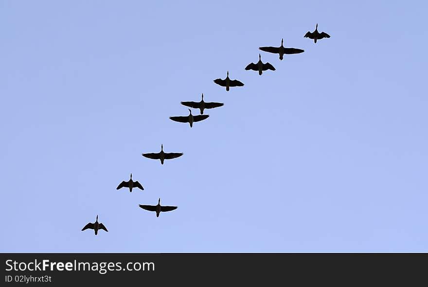 The wild-gooses to fly on a sky background.