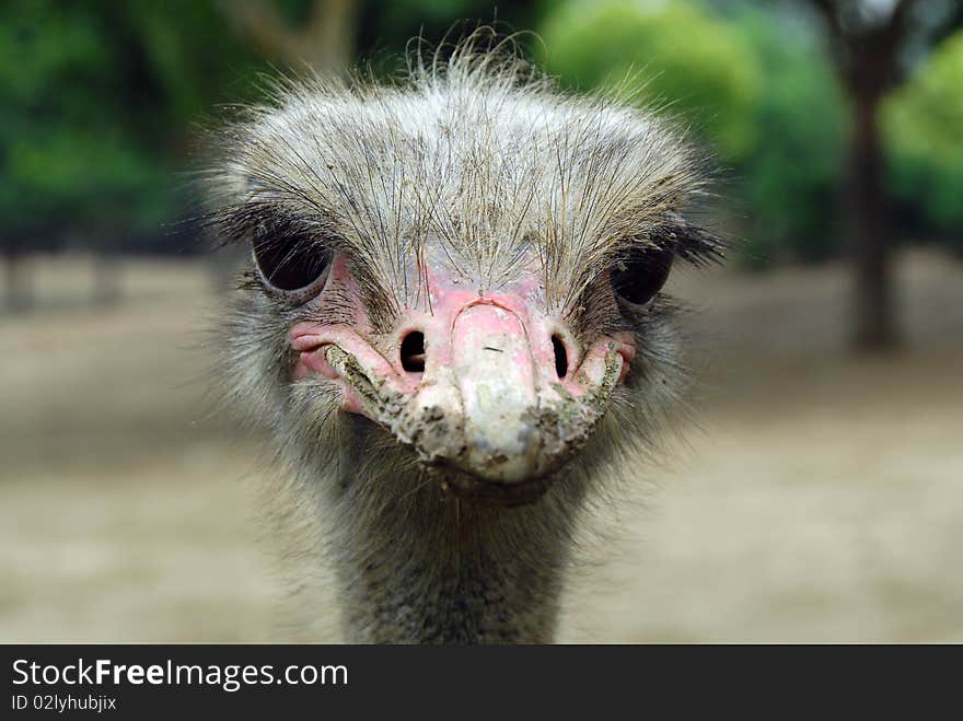 Ostrich s innocent eyes