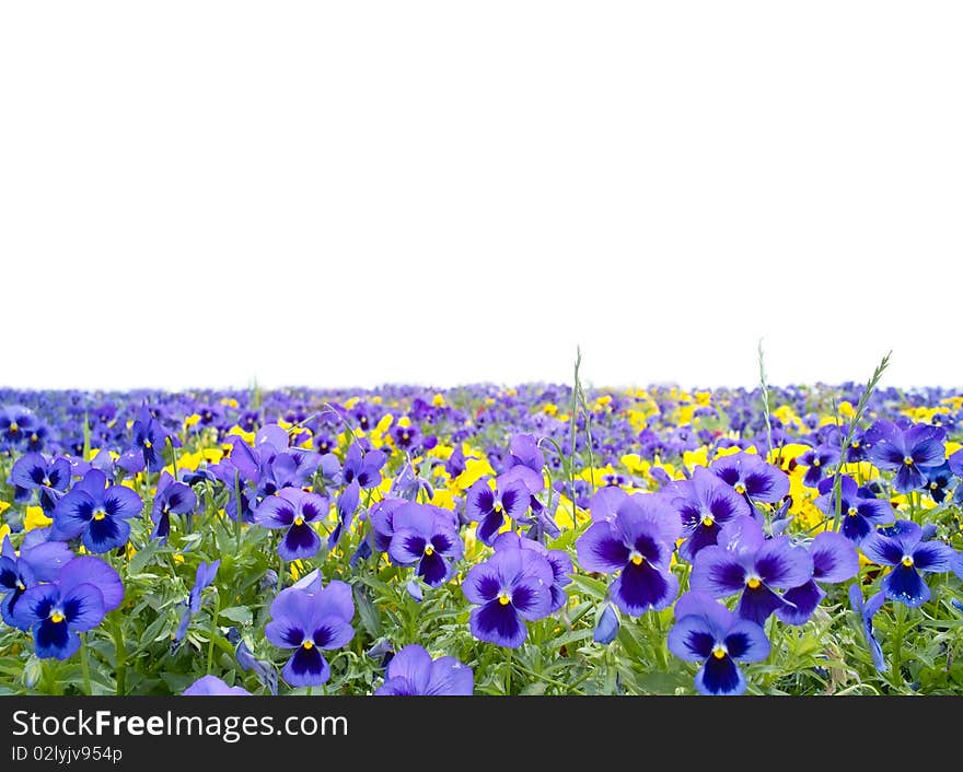 Beautiful pansy on white background