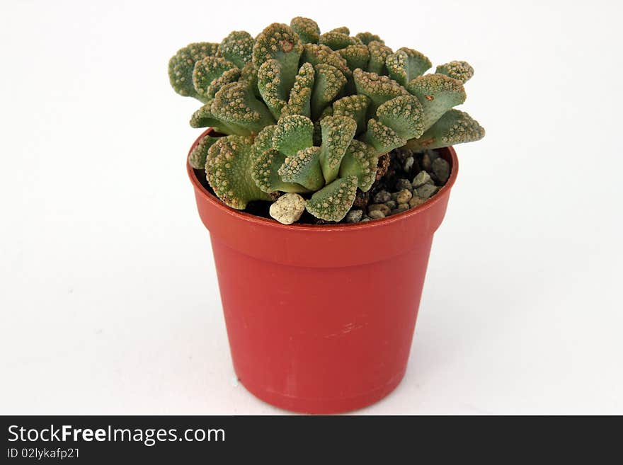 Cactus in a pot